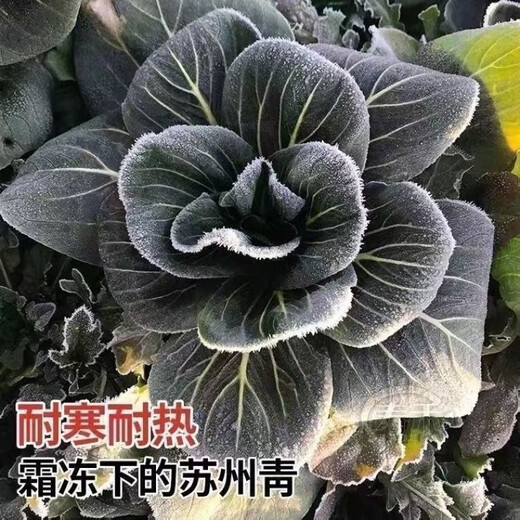 Black big-headed short-footed Suzhou green fresh green stem vegetables and leafy vegetables, soft and glutinous sweet cabbage, sowing vegetables all year round. Selected black big-headed Suzhou green seeds 6000 capsules