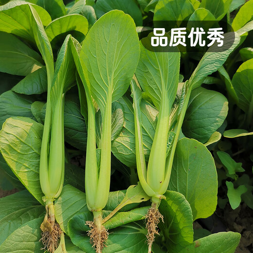 Fengming Yashi Miao vegetable seeds 10g four-season vegetable seeds balcony potted field planting farm seeds