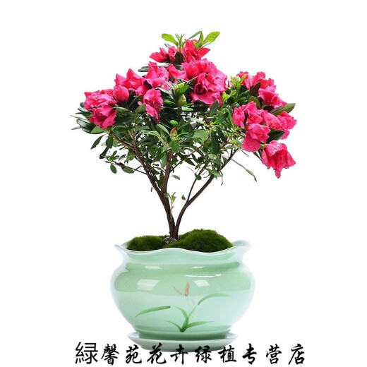 憶芗韩画青瓷多肉蝴蝶兰专用花盆带托盘号陶瓷简约吊兰绿植兰花盆 粉青719+托盘864 大