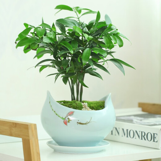 尘菁 陶瓷花盆带托盘简约君子兰兰花盆创意文竹发财树吊兰绿萝盆栽家用室内花卉绿植盆景盆 【梅子青719+梅子青864托盘】 中