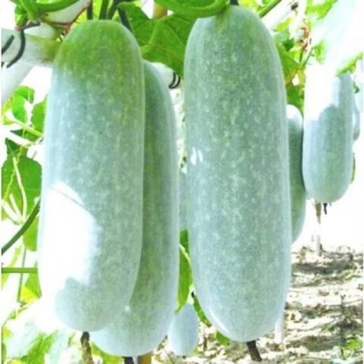 Winter melon seeds are easy to sow in all seasons. Winter melon seeds are grown in fields and courtyards. Winter melon vegetable seeds are easy to sow. Winter melon simple pack 30 capsules