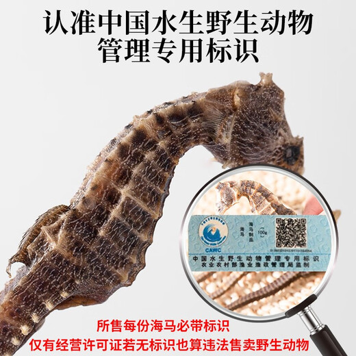 Qi Xiaofeng Haima Médicaments médicinaux [certification CAWC] Grand cheval de mer mâle et femelle une paire de biens secs Haima Hailong combinant du vin matériaux médicinaux 1 paire 2 (total supérieur à 6g)
