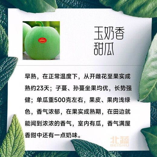 Beishu melon seeds, high sugar, early maturing, winter and spring sowing, Yu Naoxiang No. 1 melon seeds, 20 capsules