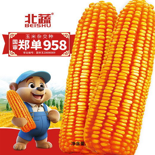 Beishu official authentic corn seeds produce tall and short big sticks, drought and lodging resistance, Zhengdan 958 national approved feed, Sichuan hybrid, Beishu selected Zhengdan 958 corn seeds, a total of 4Jin, Jin is equal to 0.5kg (1 mu of land)