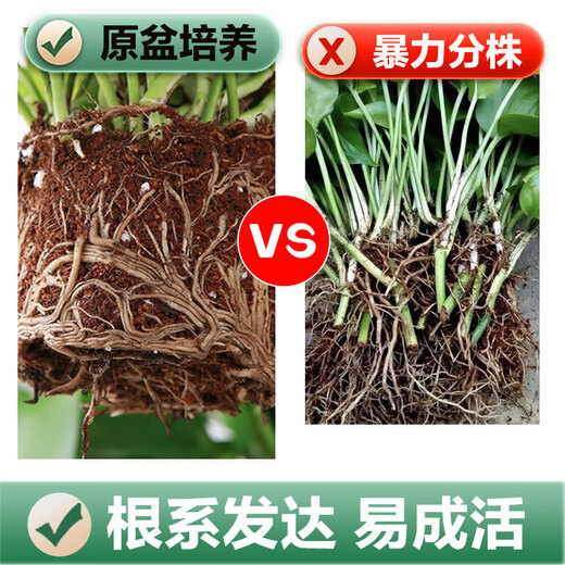 Shuangmeng green radish potted formaldehyde-removing flowers and green plants office new house air purification 180 trays 4 pots straight from the source