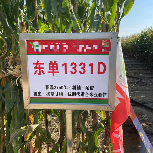 最新审定东单1331D双抗玉米种子抗锈病不秃尖抗穗腐病耐高温国审 东单1331D 真正升级版