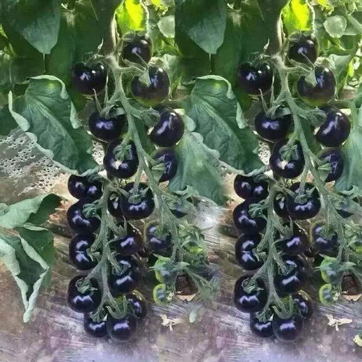 Black Pearl Cherry Tomato Seeds Four Seasons Balcony Potted Plants Easy to Grow Black Gem Tomato Fruit Type Vegetable Seeds Black Pearl Little Saint Tomato Seeds Original Pack About 106 + Song Fertilizer