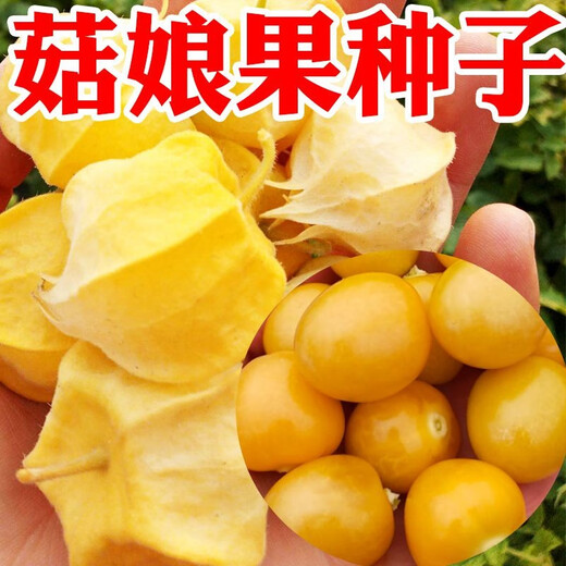 Huangguo seeds, lantern fruit seeds, outdoor field spring and summer easy-to-grow vegetable seeds, Huangguo seeds, 5 packs, about 500 capsules