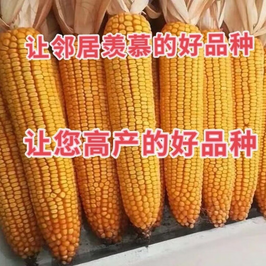 New species Fengda Jingke 968 corn seed, high yield, drought resistant, short stem, disease resistant, big stick resistant to lodging, Academy of Agricultural Sciences variety, new species Shikoku Shenjingke 968 4000 grains, 5 bags