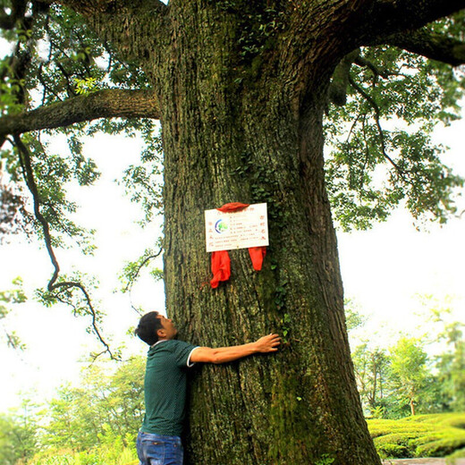 Médicaments chinois utilisés dans la cour intérieure, feuilles de saule Qingqian, Zhangjiajie sélectionné les feuilles originales de Willow Qingqian, arbre ancien, Jinqian Willow Green Willow Health Health 5