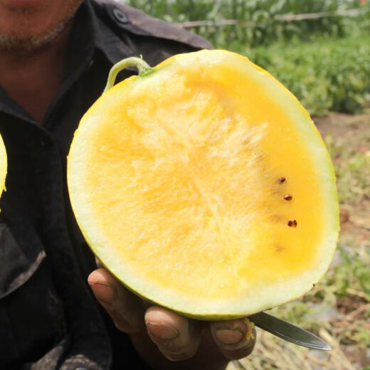 Farmer's Son Extra Sweet Xiaofeng Yellow Heart Watermelon Seeds Gift Crisp Sweet Yellow Soil Orchid Hanger Yellow Flesh Watermelon Seeds Yellow Flesh Xiaofeng Watermelon Seeds 10 capsules 10 packs