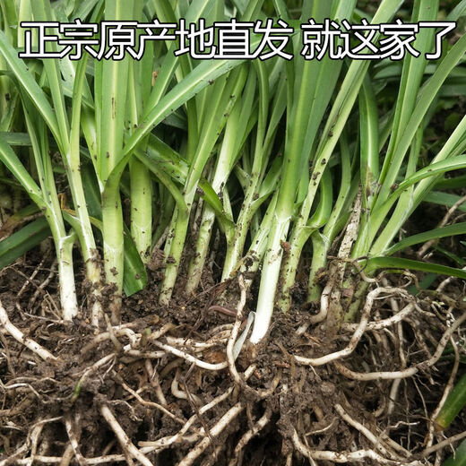 Guizhou native specialty authentic stone leek, large broad-leaf leek, Guanyin giant leek, wild broad-leaf potted leek root, 60 medium seedlings, dug with mud, no pots guaranteed to arrive fresh