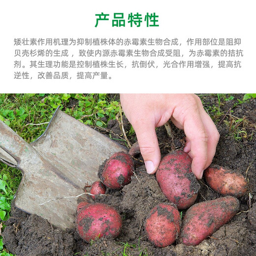 Guoguang 50% chlormequat, suppresses spirit, prevents crazy growth, prevents leggy vegetables, fruit trees, wheat plant growth regulator 500ml 0.1