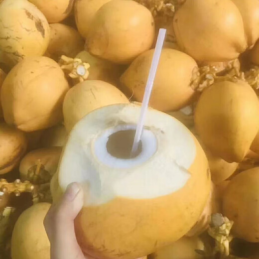 Xiyouxian Hainan Golden Coconut Green Fresh Golden Coconut Freshly Picked with Skin Pure Natural Coconut Water Supplements Amniotic Fluid for Pregnant Women 4 pieces Single fruit 3Jin Jin equals 0.5kg ~5Jin Jin equals 0.5kg Large fruit