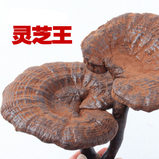 健颐年野生黑灵芝500克 广西十万大山整枝灵芝深山含孢子粉煲汤 500克