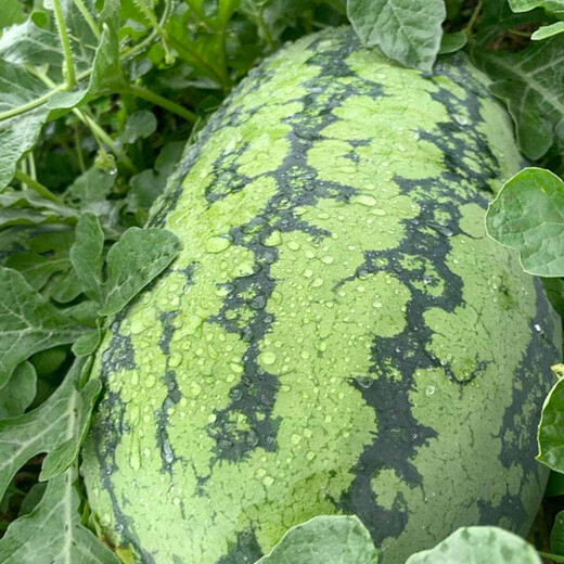 Beishu Lazy Man Watermelon Seed Seedlings Giant Extra Large Super Sweet Fruit Seed Lazy Man Watermelon Seeds About 50