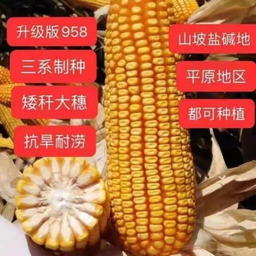 Высокоурожайные семена кукурузы Zhengdan 958, одобренные на национальном уровне Zhengdan 958 Daquan, большая палочка, белый вал, устойчивость к полеганию и засухоустойчивость, карликовые прицветники, Академия сельскохозяйственных наук Mixifeng Zhengdan 958 4Jin Jin соответствует 0,5 кг 1 мешок
