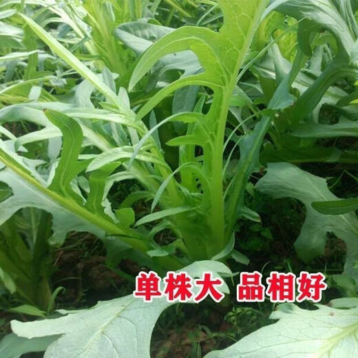 New seeds on the market New Zealand imported sweet wheat rapeseed, oilseed rapeseed, four-season vegetable seeds, sweet potato seeds with flower buds, high germination rate, original factory packaging, 5 packs of about 5088 new seeds