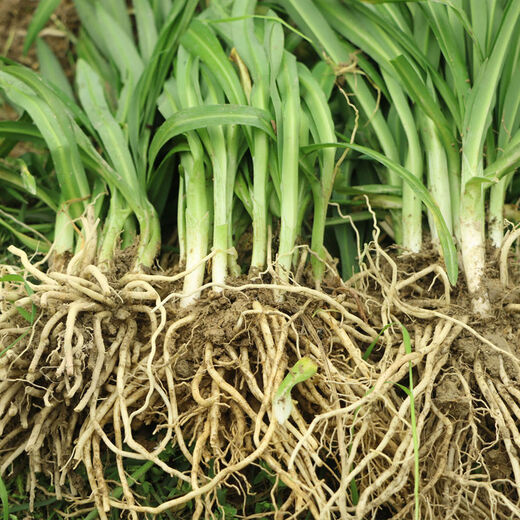Guizhou native specialty authentic stone leek, large broad-leaf leek, Guanyin giant leek, wild broad-leaf potted leek root, 60 medium seedlings, dug with mud, no pots guaranteed to arrive fresh