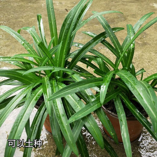 Guizhou native specialty authentic stone leek, large broad-leaf leek, Guanyin giant leek, wild broad-leaf potted leek root, 60 medium seedlings, dug with mud, no pots guaranteed to arrive fresh