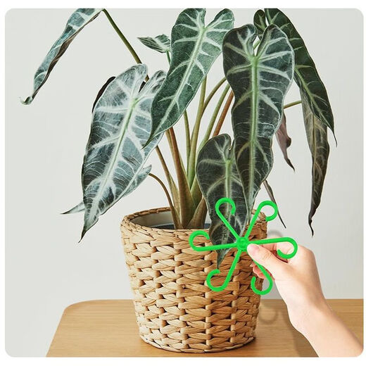 
Beautiful Monstera Support Fixer Anti-Lost Spring Feather Support Hydroponic Branches Flower Pot Flower Floor Anti-Split Climbing Frame 3 Sets Total 12 [Four Sizes]