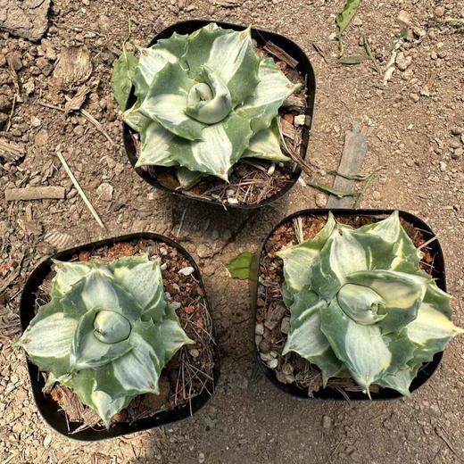 Yingyu Huayuan Princesa Thor mancha blanca Pequeña planta en maceta de suculentas familiares de agave, las flores mutantes y las plantas son fáciles de cultivar, la princesa de la palma de flores verdes 7-8 cm