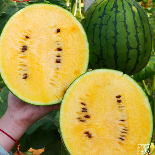 Dayu Yellow Heart Watermelon Seeds, Early Maturity, Yellow Skin, Red Flesh, Yellow Flesh, Special Xiaofeng Watermelon Seeds, Southern Fruit, Annie Oval Yellow Flesh Watermelon Seeds, 100 capsules