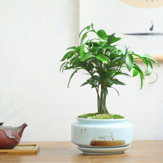 尘菁 陶瓷花盆带托盘简约君子兰兰花盆创意文竹发财树吊兰绿萝盆栽家用室内花卉绿植盆景盆 【梅子青719+梅子青864托盘】 中
