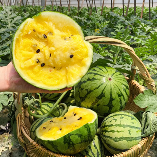Dayu Yellow Heart Watermelon Seeds, Early Maturity, Yellow Skin, Red Flesh, Yellow Flesh, Special Xiaofeng Watermelon Seeds, Southern Fruit, Super Sweet Early Topaz Watermelon Seeds, 100 capsules/bag
