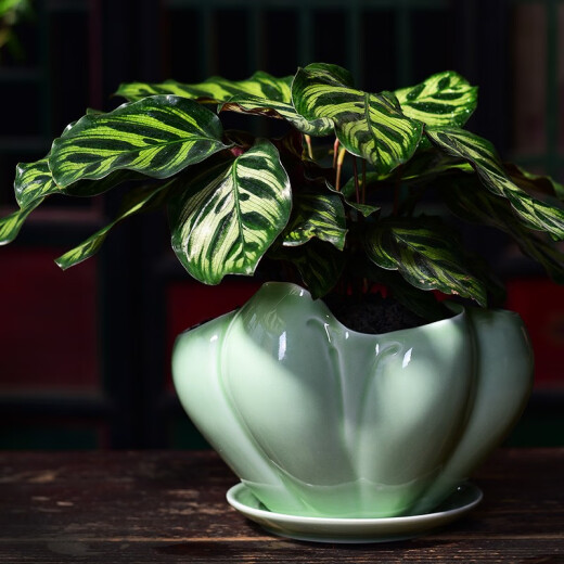 尘菁 陶瓷花盆带托盘简约君子兰兰花盆创意文竹发财树吊兰绿萝盆栽家用室内花卉绿植盆景盆 【梅子青719+梅子青864托盘】 中