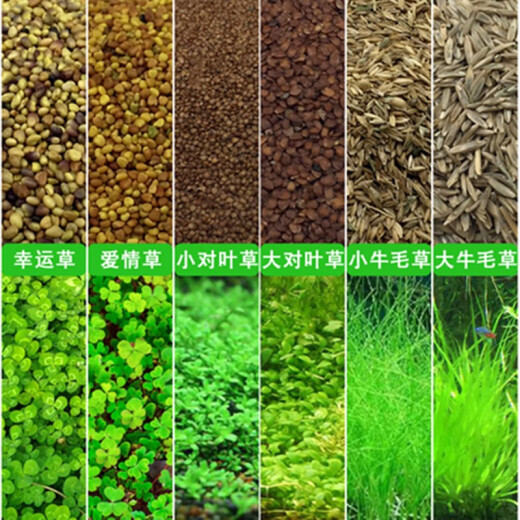 Akoluos aquatic plant seeds, fish tank landscaping decoration, small pairs of leaves, calf hair, fish tank lawn seeds, landscaping package 30g mixed seeds + 3Jin [Jin equals 0.5 kg] ceramsite