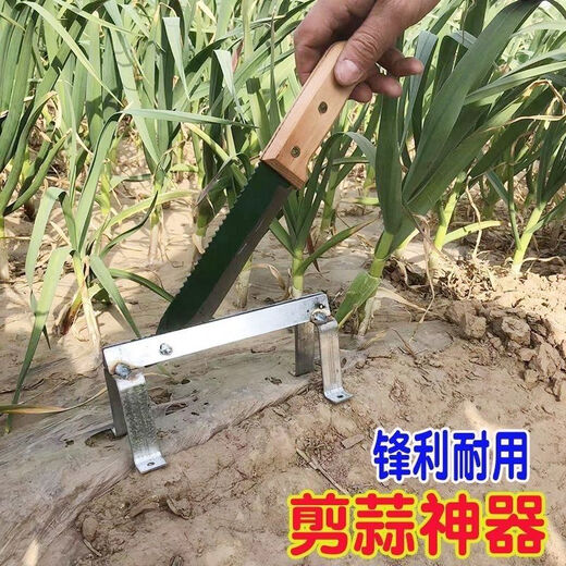 Yue Li's special scissors for cutting garlic. Garlic shearing machine for cutting garlic roots. New knife and garlic head artifact. Household manganese steel thickening tool. Thickening and sharpness - Garlic shearing artifact. 99% labor saving.
