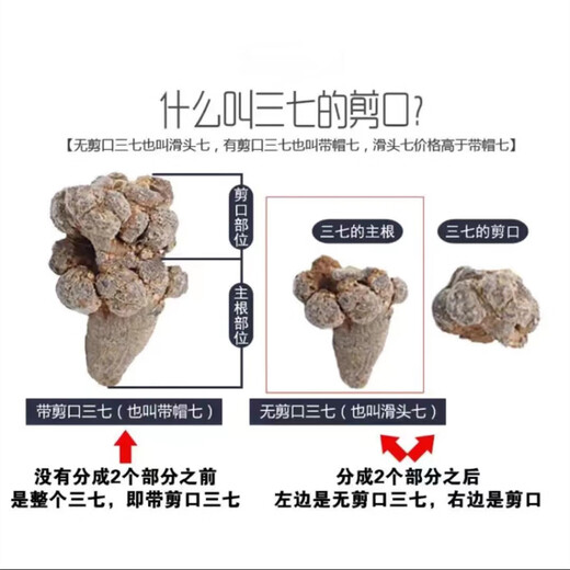 
Xiao Churen [Official Direct] Selected Panax notoginseng Yunnan Wenshan Selected Spring Panax notoginseng Authentic Tianqi Selected 15 heads and 15 without cutseng 500 grams [Medical Effect King]