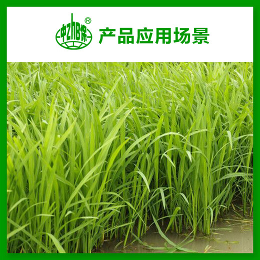 Guoguang 15% paclobutrazol rice seedling field growth control plant growth regulator pesticide 40g