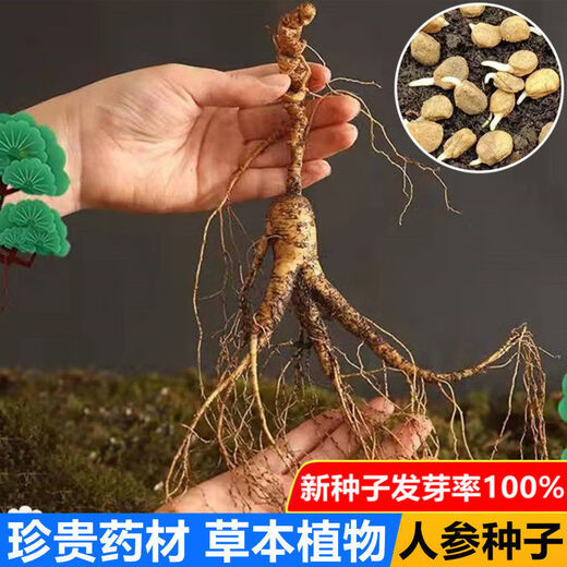 Changbai Mountain ginseng seeds, wild ginseng seeds, easy to grow Chinese medicinal materials in all seasons, easy to live indoor flower pots, ginseng seeds shipped without buds, big sale, 2 bags selected, about 104 capsules