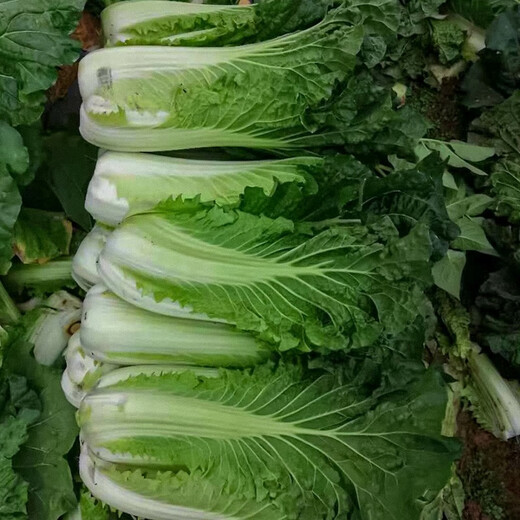 Shouhe Tianjin green hemp leaf cabbage seeds winter storage vegetable seeds field planting high pile long summer and autumn green cabbage mussels Qisong Tianjin green hemp leaf cabbage seeds 10gx2 bags