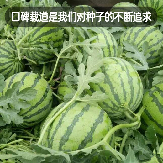 Fengming Yashi Rock Sugar Kirin Watermelon Seeds Red Flesh Watermelon Four Seasons Spring Sweet Watermelon Early Good 8424 Watermelon Seeds 100 capsules