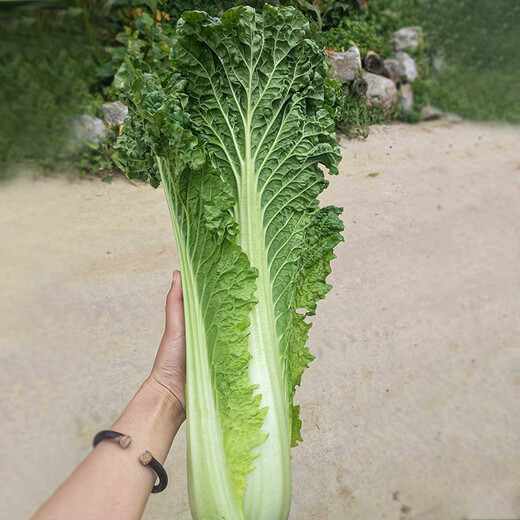 Shouhe Tianjin green hemp leaf cabbage seeds winter storage vegetable seeds field planting high pile long summer and autumn green cabbage mussels Qisong Tianjin green hemp leaf cabbage seeds 10gx2 bags