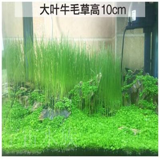 Akoluos aquatic plant seeds, fish tank landscaping decoration, small pairs of leaves, calf hair, fish tank lawn seeds, landscaping package 30g mixed seeds + 3Jin [Jin equals 0.5 kg] ceramsite