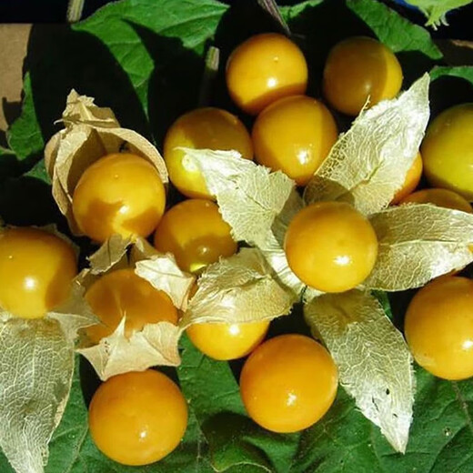 Huangguo seeds, lantern fruit seeds, outdoor field spring and summer easy-to-grow vegetable seeds, Huangguo seeds, 5 packs, about 500 capsules