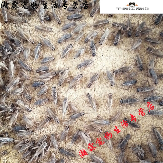 [Quick Delivery] White crickets live feed lizard gecko spider arowana fish bird food needle cricket oil gourd 1-2 cm 200 white crickets