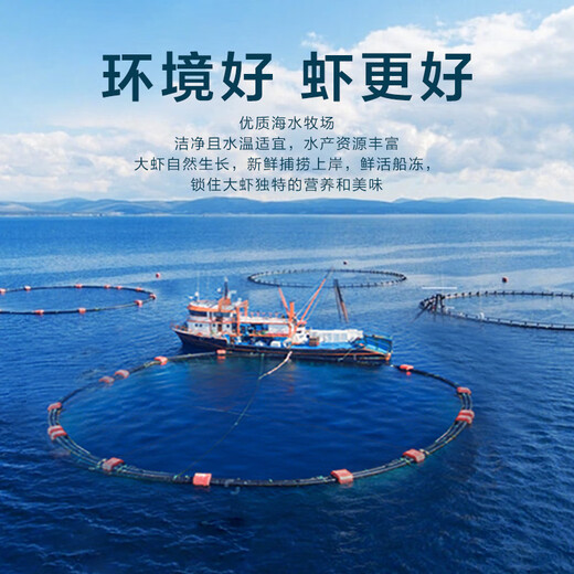 Dongshang Royal Shrimp Qingdao Prawn Base Shrimp Fresh Live Prawn White Prawn Sea Prawn Prawn Ice Prawn Frozen Shrimp Fresh Shrimp Seafood 3Jin Jin is equal to 0.5 kg (net weight) Air-frozen prawn Live shrimp quick-frozen 15-18cm Single extra large shrimp