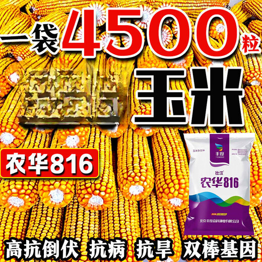 Оригинальная коллекция семян кукурузы Нунси Ляншоу, высокоурожайные близнецы, короткие стебли, устойчивость к засухе и наводнениям на севере и юге, большие палки, одобренные Национальной академией сельскохозяйственных наук, близнецы с фиолетовыми стеблями Нонгхуа 816, рекомендуется 4200 зерен + Песня 300 зерен, один акр земли