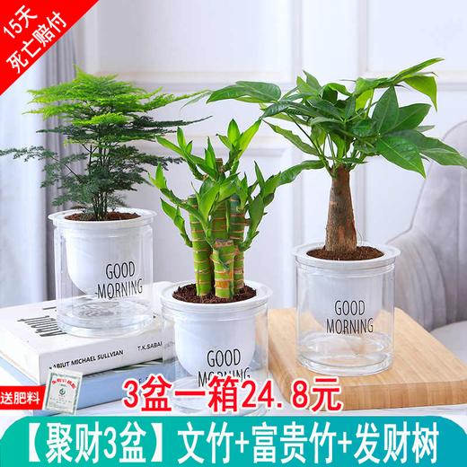 Green intentional green plant potted succulent flowers potted plants indoor desktop hydroponic green plants office living room plants lazy people Jucai 3 pots Asparagus + Lucky Bamboo + Money Tree