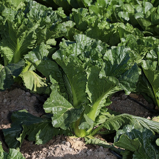 Shouhe Tianjin green hemp leaf cabbage seeds winter storage vegetable seeds field planting high pile long summer and autumn green cabbage mussels Qisong Tianjin green hemp leaf cabbage seeds 10gx2 bags