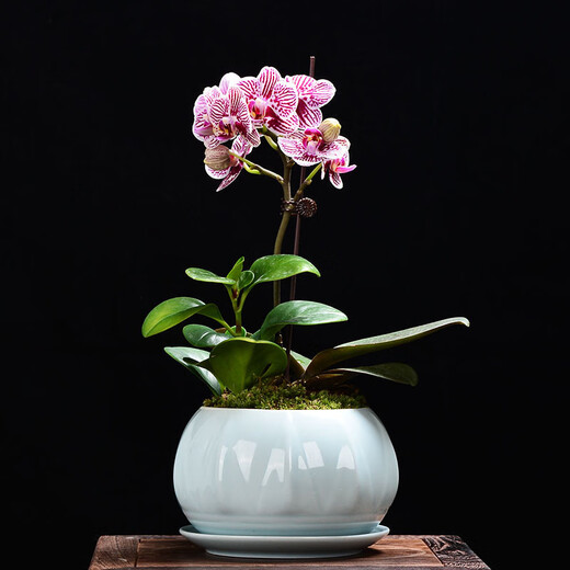 Xingtang Keramikpalette Celadon Sukkulente Phalaenopsis Spezialblüte mit Paletten großer Keramik einfacher Spinnen Pflanze Grüne Pflanze Orchideen Rosa Grün 719+Palette 864 groß