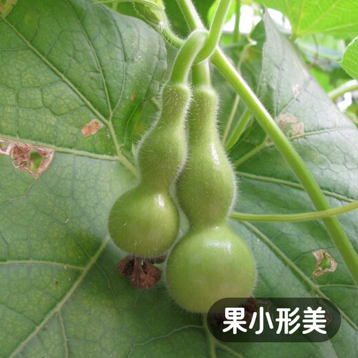 Fengming Yashi Xiaoya gourd seeds treasure gourd climbing vines ornamental vegetables melon and fruit seeds gold-inch small gourd seeds 20 capsules