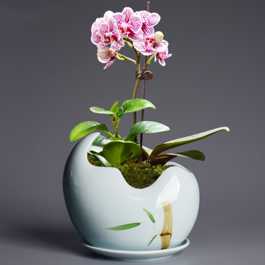 尘菁 陶瓷花盆带托盘简约君子兰兰花盆创意文竹发财树吊兰绿萝盆栽家用室内花卉绿植盆景盆 【梅子青719+梅子青864托盘】 中