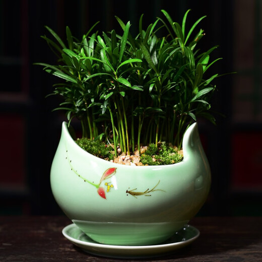 尘菁 陶瓷花盆带托盘简约君子兰兰花盆创意文竹发财树吊兰绿萝盆栽家用室内花卉绿植盆景盆 【梅子青719+梅子青864托盘】 中