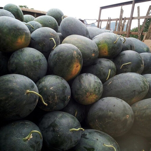Long-cultivation, early-maturing Golden Beauty Watermelon Seeds, Southern Spring Four Seasons, Yellow-skinned, Red-Fleshed Watermelon Seeds, Balcony Potted Fruit Seeds, Large Fruit Black Beauty Watermelon 300 capsules/Hybrid Large Fruit